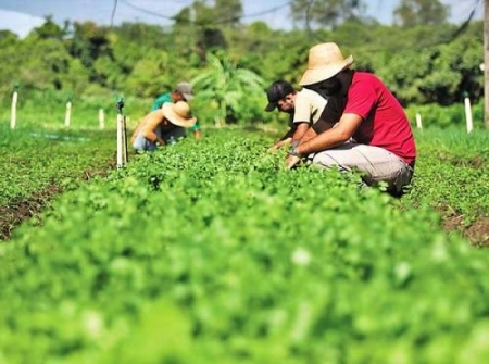 Governo retomará compras de alimentos da agricultura familiar