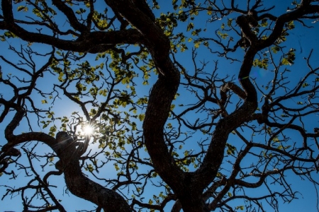 Cerrado pode perder quase 34% da água até 2050